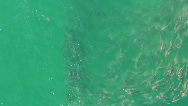 BUZZARDS BEACH EAST CAPE BCS-2023: School of Small Fish Swimming in Clear Turquoise Water