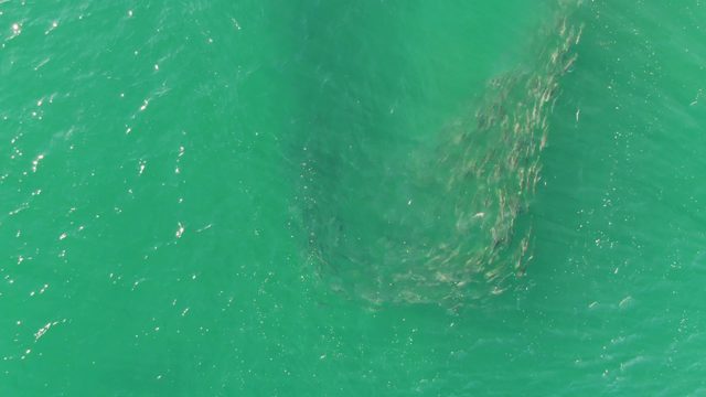 BUZZARDS BEACH EAST CAPE BCS-2023: School of Fish Swimming in Turquoise Ocean Water