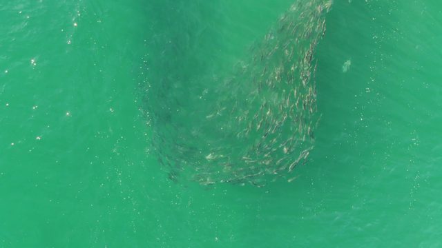 BUZZARDS BEACH EAST CAPE BCS-2023: School of Fish Swirling in Clear Turquoise Water