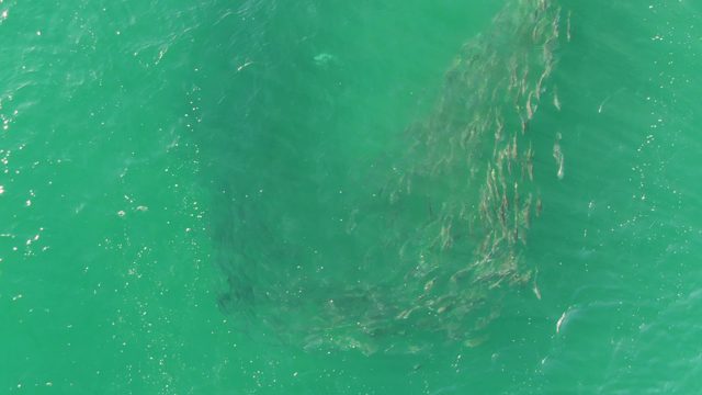 BUZZARDS BEACH EAST CAPE BCS-2023: School of Fish Swimming in Turquoise Ocean Water