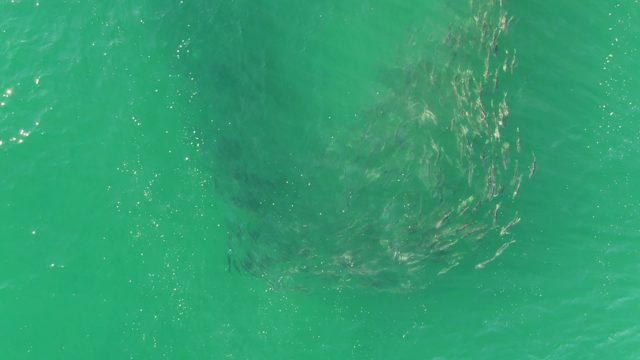 BUZZARDS BEACH EAST CAPE BCS-2023: School of Fish Swimming in Clear Turquoise Water
