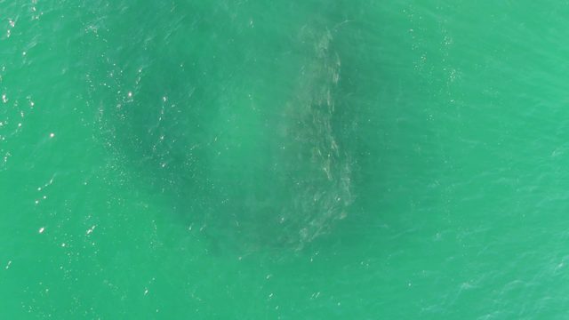 BUZZARDS BEACH EAST CAPE BCS-2023: Whirlpool Forming in Clear Turquoise Water