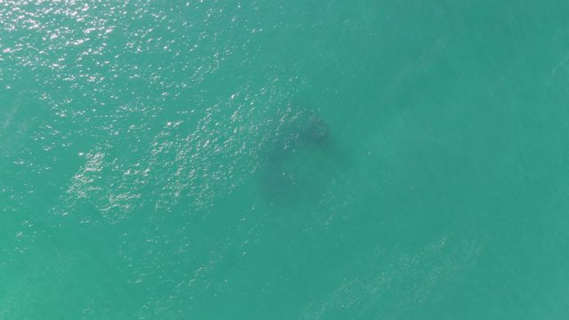 BUZZARDS BEACH EAST CAPE BCS-2023: Large Marine Animal Swimming in Clear Ocean Water
