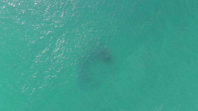 BUZZARDS BEACH EAST CAPE BCS-2023: Manatee Swimming in Clear Turquoise Water