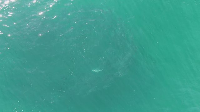 BUZZARDS BEACH EAST CAPE BCS-2023: Marine Animal Swimming Beneath Turquoise Ocean Surface