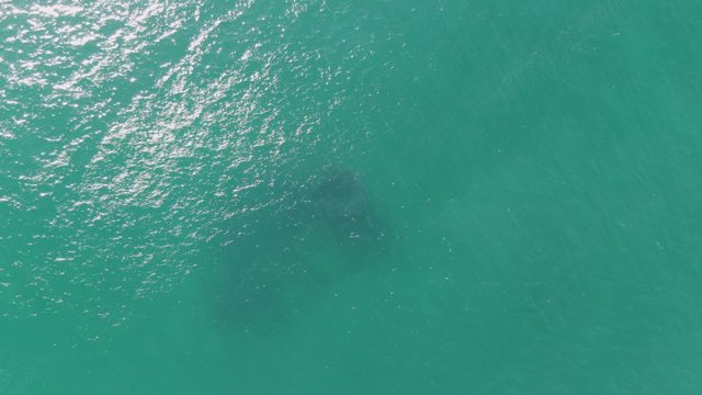 BUZZARDS BEACH EAST CAPE BCS-2023: Whale Gliding in Shallow Turquoise Water