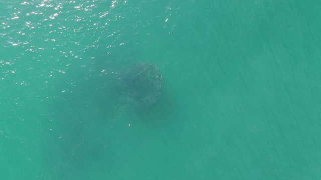 BUZZARDS BEACH EAST CAPE BCS-2023: Large Marine Creature Gliding Beneath Clear Ocean Surface