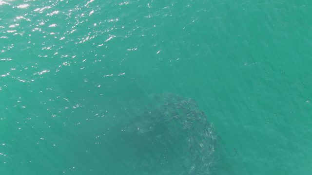 BUZZARDS BEACH EAST CAPE BCS-2023: Bait Ball of Fish in Turquoise Ocean Water