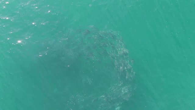 BUZZARDS BEACH EAST CAPE BCS-2023: School of Fish Creating a Circular Vortex in Clear Water