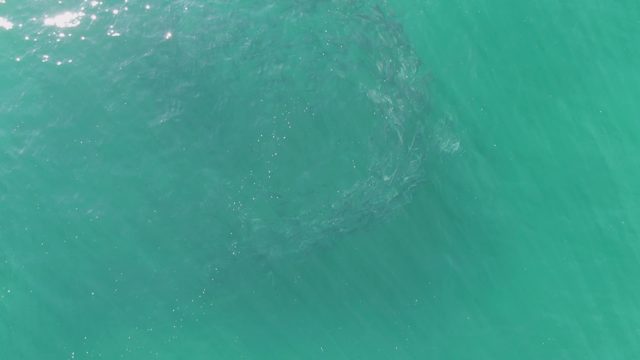 BUZZARDS BEACH EAST CAPE BCS-2023: School of Fish Creating a Circular Vortex in Clear Water