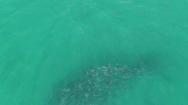 BUZZARDS BEACH EAST CAPE BCS-2023: School of Fish Moving Through Clear Turquoise Water