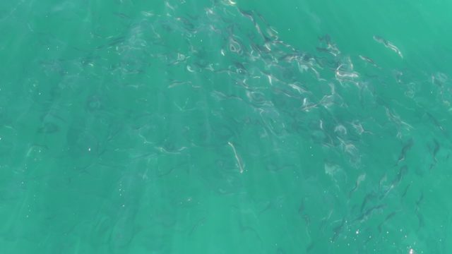 BUZZARDS BEACH EAST CAPE BCS-2023: Small Fish School Swimming in Shallow Turquoise Water