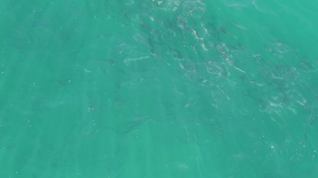 BUZZARDS BEACH EAST CAPE BCS-2023: School of Fish Swimming in Turquoise Water