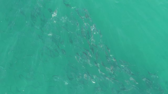 BUZZARDS BEACH EAST CAPE BCS-2023: School of Small Fish Swimming in Clear Turquoise Water