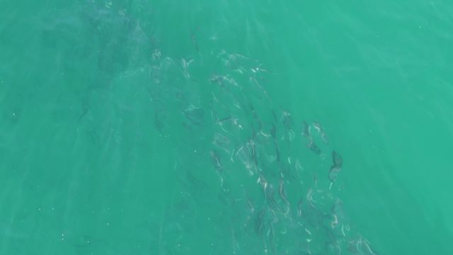 BUZZARDS BEACH EAST CAPE BCS-2023: School of Fish Swimming in Clear Turquoise Water