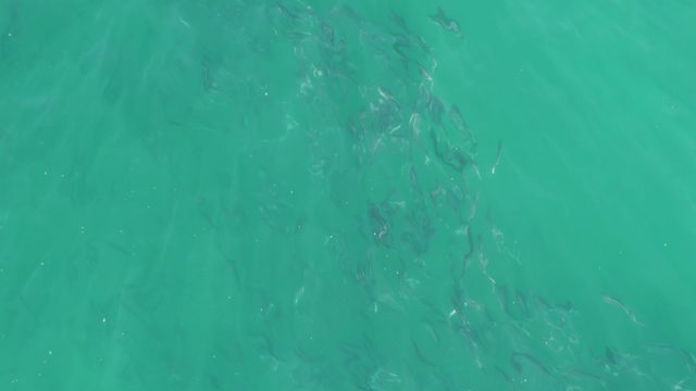 BUZZARDS BEACH EAST CAPE BCS-2023: School of Fish Swimming in Clear Turquoise Water