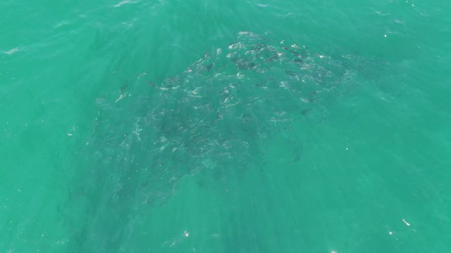 BUZZARDS BEACH EAST CAPE BCS-2023: School of Fish Swimming in Clear Turquoise Water