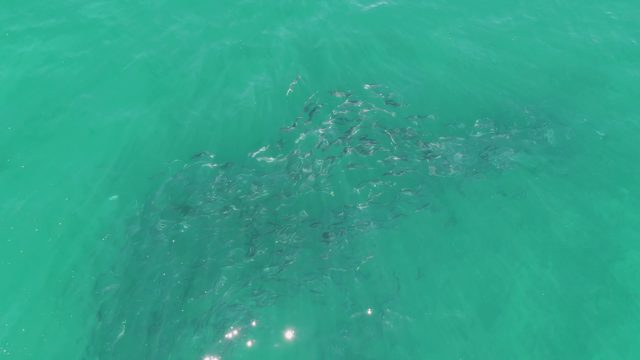 BUZZARDS BEACH EAST CAPE BCS-2023: School of Fish Swimming in Turquoise Water
