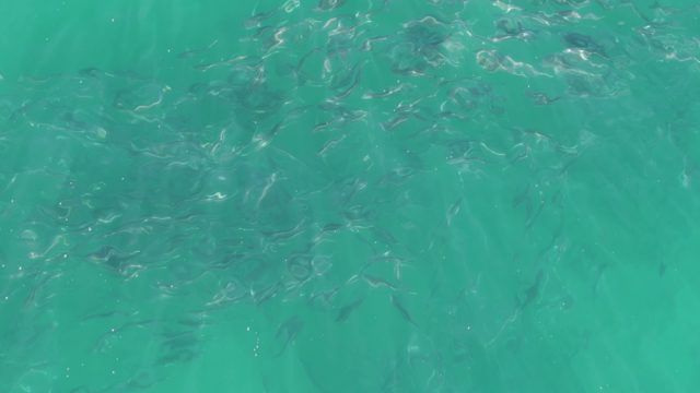 BUZZARDS BEACH EAST CAPE BCS-2023: School of Small Fish Swimming in Clear Turquoise Water