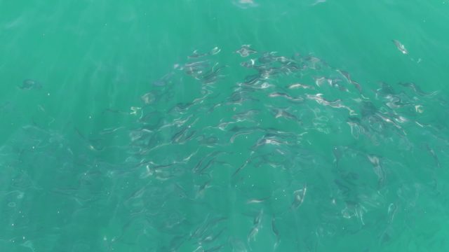 BUZZARDS BEACH EAST CAPE BCS-2023: School of Fish Swimming in Clear Turquoise Water