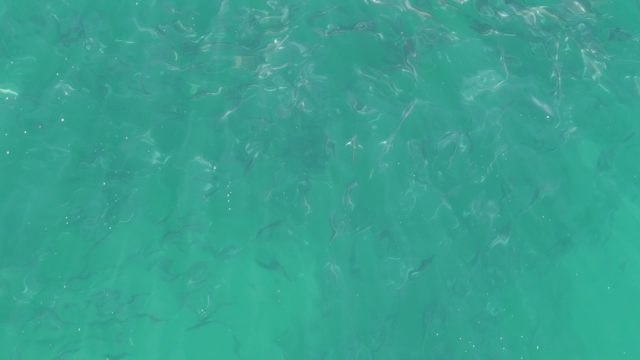 BUZZARDS BEACH EAST CAPE BCS-2023: School of Small Fish in Turquoise Water
