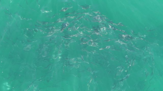 BUZZARDS BEACH EAST CAPE BCS-2023: School of Small Fish Swimming in Clear Turquoise Water