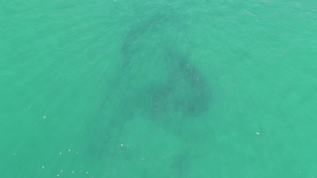 BUZZARDS BEACH EAST CAPE BCS-2023: Manatee Gliding Through Clear Turquoise Water