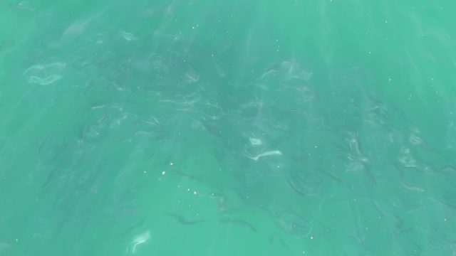 BUZZARDS BEACH EAST CAPE BCS-2023: Small Fish Swimming in Clear Turquoise Water