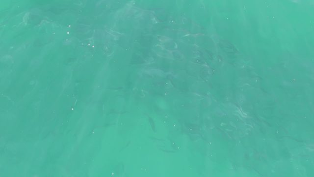 BUZZARDS BEACH EAST CAPE BCS-2023: School of Fish Swimming in Clear Turquoise Water