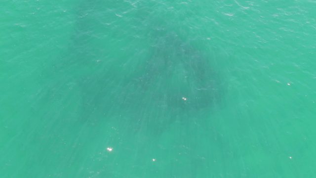 BUZZARDS BEACH EAST CAPE BCS-2023: Whale Silhouette in Clear Turquoise Water