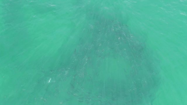 BUZZARDS BEACH EAST CAPE BCS-2023: Large Marine Animal Swimming Under Clear Ocean Water