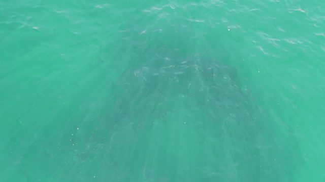 BUZZARDS BEACH EAST CAPE BCS-2023: Clear Turquoise Water Revealing Rocky Seabed Beneath