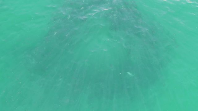 BUZZARDS BEACH EAST CAPE BCS-2023: Sunlight Shining Through Clear Turquoise Water