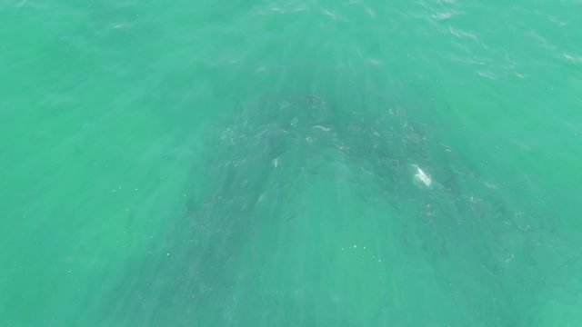 BUZZARDS BEACH EAST CAPE BCS-2023: Underwater Seabed with Rocky Formation and Fish