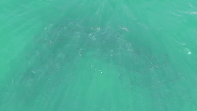 BUZZARDS BEACH EAST CAPE BCS-2023: Turquoise Ocean Surface with Gentle Ripples