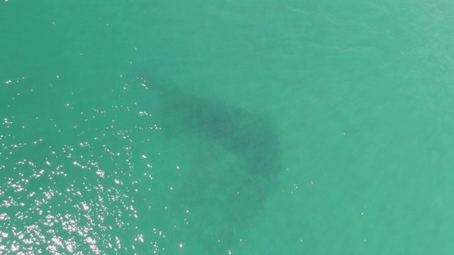 BUZZARDS BEACH EAST CAPE BCS-2023: Whale Shark Gliding Through Shallow Turquoise Sea