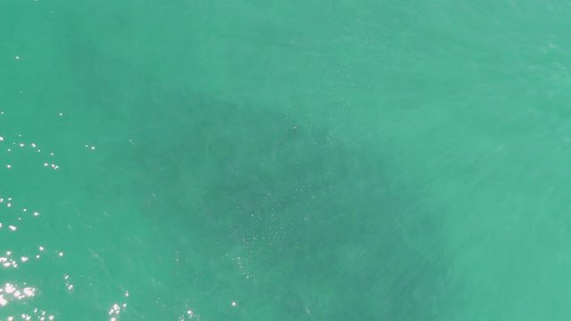 BUZZARDS BEACH EAST CAPE BCS-2023: Whale Shark Swimming in Clear Turquoise Water
