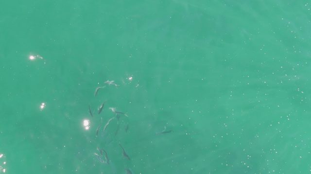BUZZARDS BEACH EAST CAPE BCS-2023: Small Fish Swimming in Turquoise Water From Above