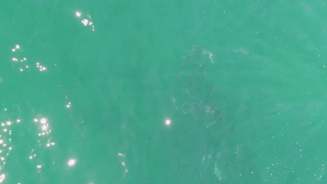 BUZZARDS BEACH EAST CAPE BCS-2023: Small Fish Swimming in Clear Turquoise Water