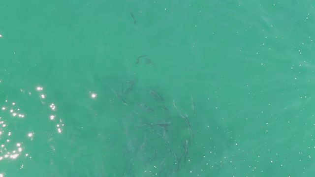 BUZZARDS BEACH EAST CAPE BCS-2023: Small Fish Swimming in Clear Turquoise Water