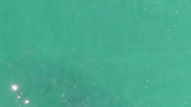 BUZZARDS BEACH EAST CAPE BCS-2023: Small Fish Swimming in Clear Turquoise Water