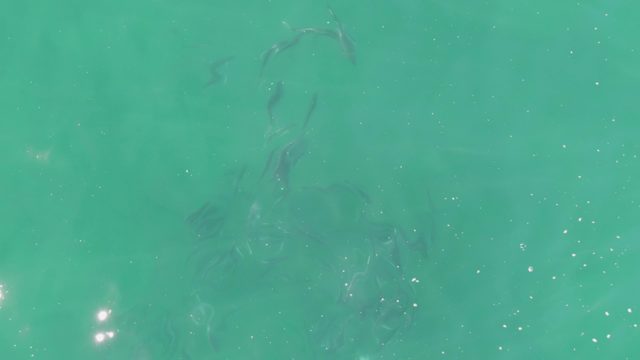 BUZZARDS BEACH EAST CAPE BCS-2023: School of Fish Swimming in Turquoise Water