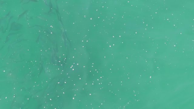 BUZZARDS BEACH EAST CAPE BCS-2023: School of Fish Swimming in Turquoise Water