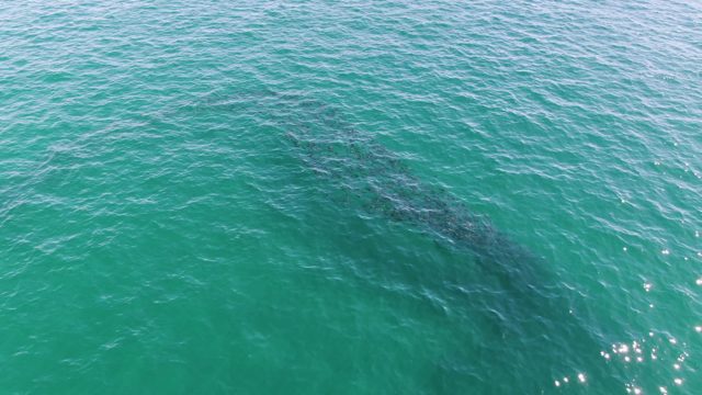 BUZZARDS BEACH EAST CAPE BCS-2023: Whale Partially Surfacing in Clear Ocean Water