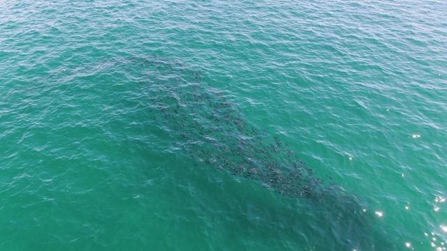BUZZARDS BEACH EAST CAPE BCS-2023: School of Fish Moving in Turquoise Ocean