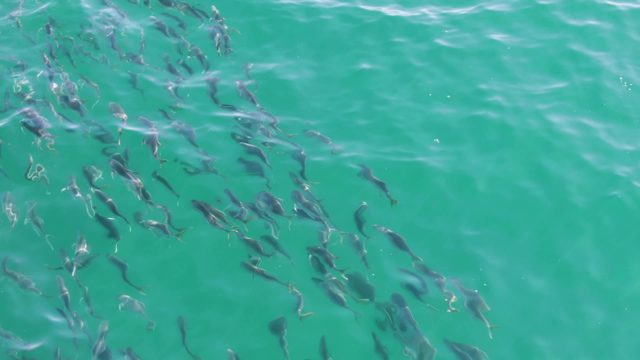 BUZZARDS BEACH EAST CAPE BCS-2023: School of Fish Swimming in Turquoise Water