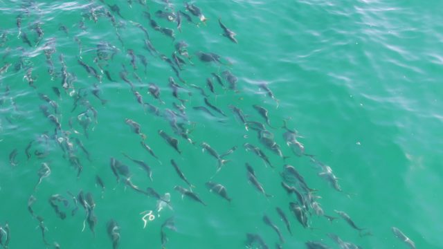 BUZZARDS BEACH EAST CAPE BCS-2023: School of Fish Swimming in Clear Turquoise Water