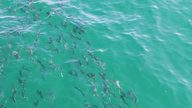 BUZZARDS BEACH EAST CAPE BCS-2023: School of Fish Swimming in Turquoise Water