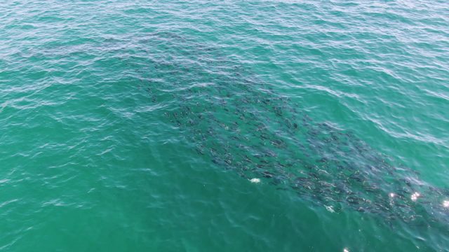 BUZZARDS BEACH EAST CAPE BCS-2023: School of Fish Swimming in Turquoise Ocean Waters