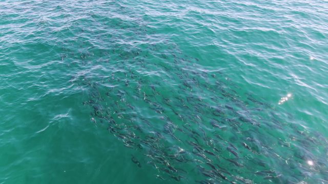 BUZZARDS BEACH EAST CAPE BCS-2023: School of Fish Swimming in Clear Turquoise Water